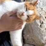 Rathavit Kijworalak Instagram – รักสัตว์. Kemer, Muğla, Turkey