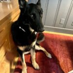 Sarah Rafferty Instagram - Grid worthy. Here for your mind reading comments below. #rescuedog