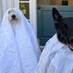 Sarah Rafferty Instagram - Happy Halloween. We tried…👻🕸🕷🤓 Los Angeles, California
