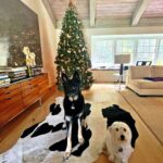 Sarah Rafferty Instagram - Rupert and Cookie would like you to enjoy your Yule. Los Angeles, California