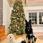 Sarah Rafferty Instagram - Merry Christmas everyone. And four hearty welcomes (and one slightly less hearty (pictured)) to Cookie. Nothing beats another set of soulful dog eyes to peer into to make everyday feel like Christmas. Thank you @barknbitches for inviting us to foster and adopt her. #rupertandcookie #rescuedogs #rescuedogsofinstagram