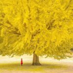 Sarah Rafferty Instagram - This photo (reposted from @ig_worldclub) took my breath away and reminded me of the poem “Yellow” by Anne Sexton which my dear @suzannecryer posted months ago. I have re-read it more than weekly. Please swipe for words as gorgeous as this image. Thanks Suzanne, I feel like this poem has been the pandemic companion I truly needed. 💛 Let me know if it speaks to you below. Xoxox