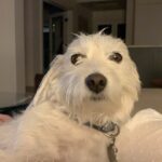 Sarah Rafferty Instagram - So back to the really important questions...does your animal throw the leg? Give you the splay? Need to know, please leave your emojis below. #rupert #bitsandbops