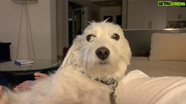 Sarah Rafferty Instagram - So back to the really important questions...does your animal throw the leg? Give you the splay? Need to know, please leave your emojis below. #rupert #bitsandbops