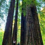 Sarah Rafferty Instagram - Communing with giants. cc @benitalitt Samuel P. Taylor State Park