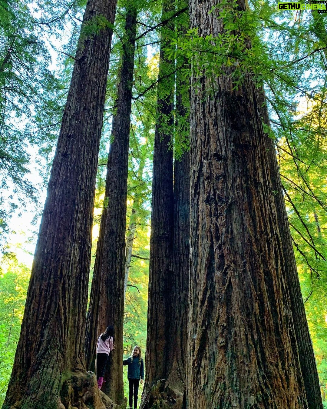Sarah Rafferty Instagram - Communing with giants. cc @benitalitt Samuel P. Taylor State Park