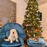 Sarah Rafferty Instagram - Rupert would like me to wish you a Merry Christmas and to kindly get the Fa La La out of his Christmas chair. Thank you @roveconcepts 🎄🎁