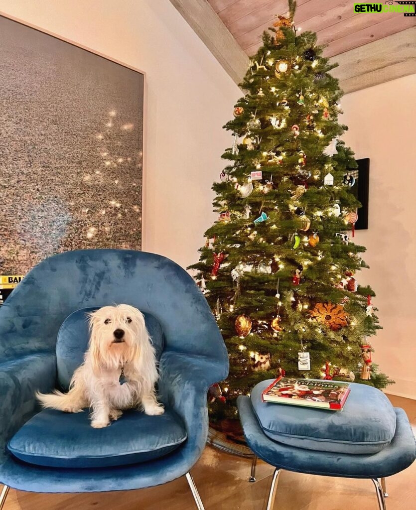 Sarah Rafferty Instagram - Rupert would like me to wish you a Merry Christmas and to kindly get the Fa La La out of his Christmas chair. Thank you @roveconcepts 🎄🎁