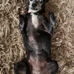 Sarah Silverman Instagram - I’m not sure what kind of animal this is but I am her big spoon most mornings for those last couple hours of sleep