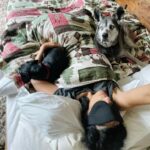 Sarah Silverman Instagram - Two dog morn