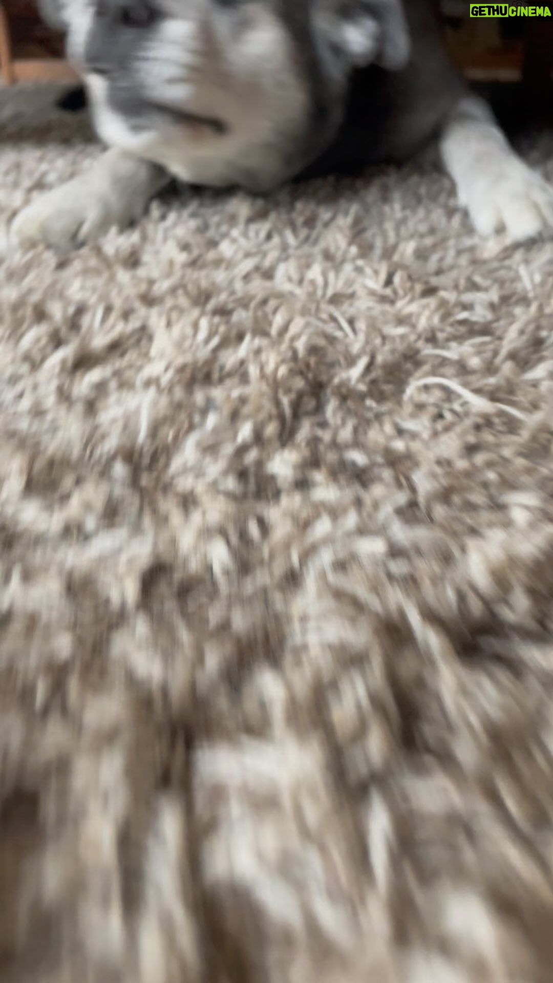 Sarah Silverman Instagram - When the big girl goes under the bed and has trouble getting out