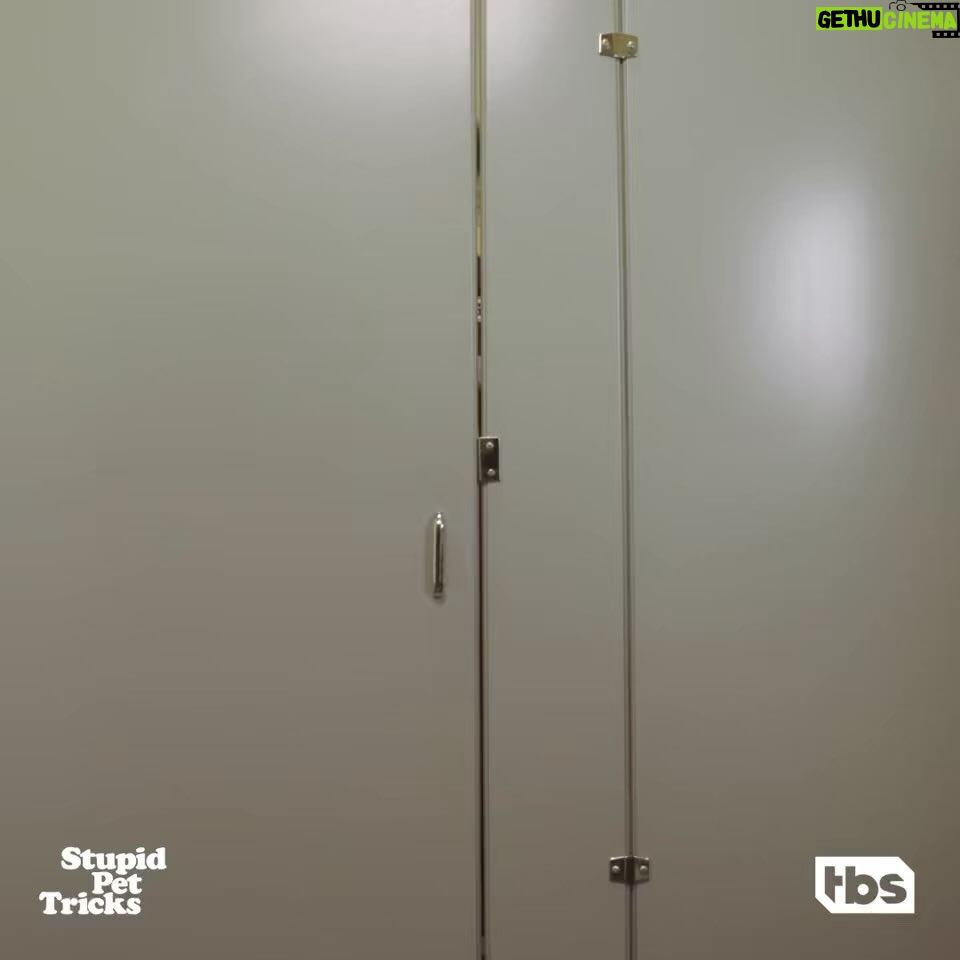 Sarah Silverman Instagram - For the whole family, Babee! @stupidpettricks TONIGHT after the puppy bowl and then again every MONDAY on @tbsnetwork