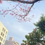 Seo Ji-hye Instagram - 오늘 하루 해피한 날 벚꽃 준비중🌸