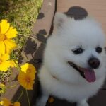 Seo Ji-hye Instagram – 🐶 ARI’s luv