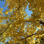 Seo Ji-hye Instagram - 🍂🍁