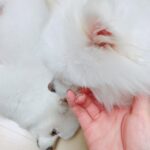 Seo Ji-hye Instagram – 🐶멍