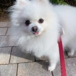Seo Ji-hye Instagram - 있다없으니 더보고프넹🐶