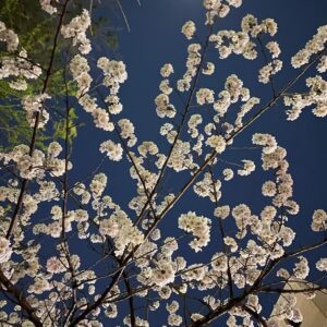 Seo Ji-hye Instagram - 봄이 
말랑🌱