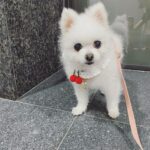 Seo Ji-hye Instagram - 미니🐶와 첫 스티커사진❤️