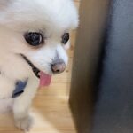 Seo Ji-hye Instagram - 있다없으니 더보고프넹🐶
