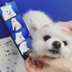 Seo Ji-hye Instagram - 미니🐶와 첫 스티커사진❤️