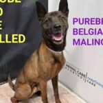 Shannen Doherty Instagram - This beautiful dog needs a hero. Swipe for more info.