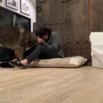 Shannen Doherty Instagram - Love of my life. Ms Bowie. It’s amazing what dogs can get you thru. Heart wrenching shit becomes bearable. To think that not all dogs, all animals are treated with such love and respect Can we please be kind?