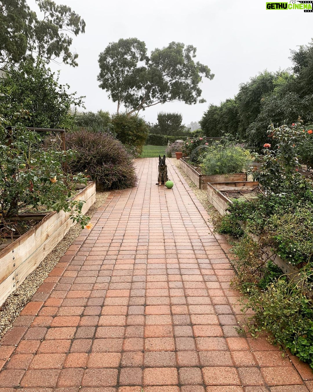 Shannen Doherty Instagram - Drizzly days in LA.