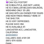 Shannen Doherty Instagram - This beautiful dog needs a hero. Swipe for more info.