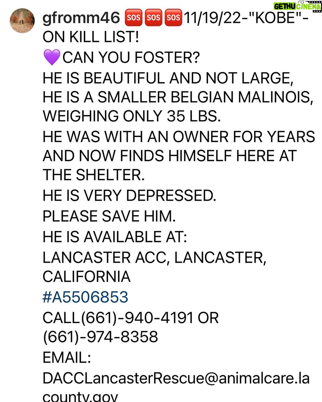 Shannen Doherty Instagram - This beautiful dog needs a hero. Swipe for more info.
