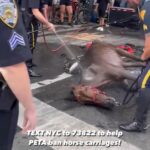 Shannen Doherty Instagram - NYC. Progressive but not. Horse drawn carriages so humans can what? Not use their kegs, not exercise, get a ride thru a park? It was not very long ago that when of these beautiful kind creatures got hit by a car in NY. Is it enough yet? I hope so. Please stop participating in this. Text, call and let’s end this….. finally. Number is on photo. Use it. Please. 💗 https://www.nyclass.org/petition