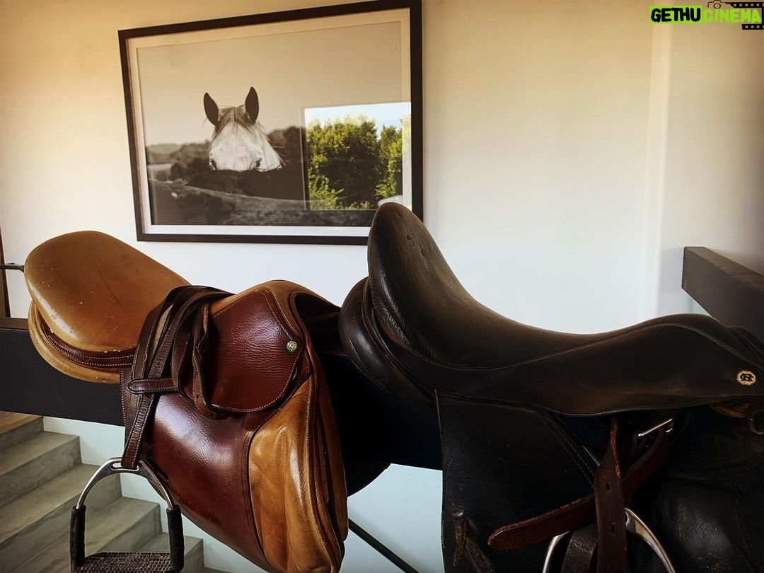 Shannen Doherty Instagram - Pulled out the saddles today. Time to get back on the horse. #jumpers #dressage #horses