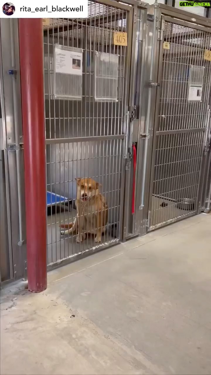 Shannen Doherty Instagram - Repost from joannehorowitz • @rita_earl_blackwell She caught my eye from across the shelter. NORALINA 💕 #A5483715 1yo female 59lbs. Squinting and smiling, so super sweet. I really like this baby girl. “She was standing at the kennel gate as the runner approached. She had soft eyes, relaxed body and neutral tail. She was easy to loop leash at the kennel and walked to the playa yard with no pull on the leash. She entered the catch pen with a neutral tail, soft eyes and relaxed body. She exchanged soft greetings with the other dogs through the playa yard fence. She was easily collared by the runner. She entered the playa yard with a neutral tail and soft eyes. She was approached by a female pit bull and exchanged soft greeting with her. After their greeting she began to calmly roam the yard and explore her surroundings. She was tolerant of other dogs trailing her to sniff her. She was tolerant of other dogs playful bumping into her as she roamed. She offered no corrections to this or any warnings for space. She continued to calmly roam the yard amongst the other dogs and exchange soft greetings with them. She received an air snap warning for space from a female shepherd. She respected the warning and walked away. She remained calm and social for the rest of her time in the yard. She remained roaming the yard and exchanging the occasional greeting with other dogs. She would check in with the handlers often and jump up on them seeking attention. Noralina is social with the other dogs and prefers a gentle/dainty play style CALM DOGS recommended.” Let’s get this babe SEEN! PLEASE share, tag and comment to help! She’s available for adoption or rescue at the Lancaster Animal Care Center in Los Angeles, CA. OPEN TO THE PUBLIC 2-4pm everyday but Wednesday, they’re open 2-7pm. Appointments available morning hours. Link in my bio. Need more info ☎️ (661)940-4191 LOS ANGELES CALIFORNIA Posted 6/13/22 #seenequalssaved #losangelesadoptabledogs #shelterdogsofinstagrama