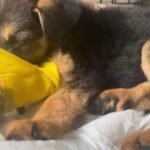 Shannen Doherty Instagram - Repost from @ghettorescue • 🚨 This is Odafin. Against all odds, Odafin. He is only four pounds. He is two months old, so he should be a fat, happy puppy. Instead, Odafin is trying to survive. We were contacted by a community member who was able to get him to a Veterinarian and pay for his initial visit. He is trying to live, so we are going to try to save him. He has been X-rayed and tested for Parvo. No blockage, no Parvo. He’s anemic and has diarrhea. He needs a blood transfusion. Many times we have seen this group effort save a sickly dog or puppy. If you’re a donor or a Amazon or Ralph’s shopper, thank you. If you would like to donate a few dollars to our emergency fund, towards his care and hospitalization, please do. He did eat today. He wags his tail, he’s trying. 💛 www.ghettorescue.org PayPal: ghettorescue@gmail.com Venmo: @GhettoRescue-FFoundation Zelle: ghettorescue@gmail.com If you send a donation please put “Odafin” by your name. #grffodafin #grffemergencyfund #sick #puppy #losangeles #grff #ghettorescue #lapd #sad #sickpuppy #rescuedismyfavoritebreed #rescuedogsofinstagram #thankyou #grffdonors #ittakesavillage