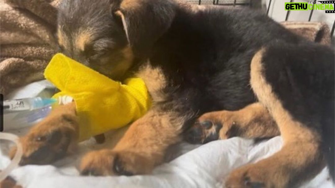 Shannen Doherty Instagram - Repost from @ghettorescue • 🚨 This is Odafin. Against all odds, Odafin. He is only four pounds. He is two months old, so he should be a fat, happy puppy. Instead, Odafin is trying to survive. We were contacted by a community member who was able to get him to a Veterinarian and pay for his initial visit. He is trying to live, so we are going to try to save him. He has been X-rayed and tested for Parvo. No blockage, no Parvo. He’s anemic and has diarrhea. He needs a blood transfusion. Many times we have seen this group effort save a sickly dog or puppy. If you’re a donor or a Amazon or Ralph’s shopper, thank you. If you would like to donate a few dollars to our emergency fund, towards his care and hospitalization, please do. He did eat today. He wags his tail, he’s trying. 💛 www.ghettorescue.org PayPal: ghettorescue@gmail.com Venmo: @GhettoRescue-FFoundation Zelle: ghettorescue@gmail.com If you send a donation please put “Odafin” by your name. #grffodafin #grffemergencyfund #sick #puppy #losangeles #grff #ghettorescue #lapd #sad #sickpuppy #rescuedismyfavoritebreed #rescuedogsofinstagram #thankyou #grffdonors #ittakesavillage