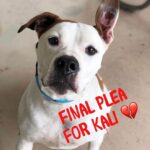 Shannen Doherty Instagram - Repost from @castaic.and.scv.animals • Kali needs out now 💔💔Surrendered bc her family moved…. This love bug is still waiting 💔💔and we don’t understand why!! Kali #A4915153 is a gorgeous, smart seven year old American Bull Dog mix!! Knows basic commands, takes treats gently, and walks fairly well on a leash. Adores people and will shower her lucky new family with unlimited affection! Shelter is requiring an adult home where she can be the only dog. To schedule an appointment to meet this cutie, click on link in bio! Video/Photo: Volunteer Randi post: volunteer terra #americanbulldogmix #adopt #adoptashelterdog #seenequalssaved #castaicanimalslaco #castaicandscvanimals