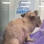 Shannen Doherty Instagram - This was the picture sent to me of this poor animal for sale at @petco Clearly malnourished, with a cut on its side. @rachaelgoddarddesigns posted it and @jaimiegellerjewelry sent to me asking if I could help. I immediately texted Marc Ching at @animalhopeandwellness. Within 45 minutes, they had gone there and rescued this adorable animal. Marc… thank you for always texting me back and always caring so much about animals. And just a reminder, @animalhopeandwellness can always use donations and support. Feels good to know that this animal will have a chance. Last photo is with his rescuer. Thank you Ellie. #ahaw