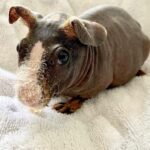 Shannen Doherty Instagram - This was the picture sent to me of this poor animal for sale at @petco Clearly malnourished, with a cut on its side. @rachaelgoddarddesigns posted it and @jaimiegellerjewelry sent to me asking if I could help. I immediately texted Marc Ching at @animalhopeandwellness. Within 45 minutes, they had gone there and rescued this adorable animal. Marc… thank you for always texting me back and always caring so much about animals. And just a reminder, @animalhopeandwellness can always use donations and support. Feels good to know that this animal will have a chance. Last photo is with his rescuer. Thank you Ellie. #ahaw