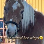 Shannen Doherty Instagram - 💔🌈HEAVY HEARTS FOR GRACE💔🌈 💔💫It is with very heavy hearts we have to inform everyone Grace and her baby gained their wings a few days ago! 💔✨We had been so very hopeful that it would be a positive outcome for this sweet girl and did absolutely everything in our power to help make this possible! 💔💫We worked with CSU to attempt to save her eyes by removing the tumors and using immuno therapy. We were doing all we could to give her the best possible outcome! 💔✨After 3 weeks of the initial immuno therapy treatment and loads of meds the eyes hadn’t made huge progress and she was due back at CSU for a check up and possibly another round of treatment or quality of life discussion on the 23rd January 💔💫During the first night of the storm this last week Grace unbeknownst to us was pregnant and aborted a foetus. Unfortunately she retained her placenta which would have meant another hospital stay with more meds and more treatments and more suffering. 💔✨After all she had been through felt it was no longer fair for Grace to be forced to continue on so she was laid to rest on Saturday morning and cremated along side her baby. 💔✨May you spread your wings 🪽 in peace now Grace🌈 and your baby 💔As a rescue these are the hardest decisions to make and you are constantly questioning what’s right and if you did the right thing. 🙏We do know we will continue to honour this sweet girl and her legacy will live on in in the horses we save us and in the eyes of her best friend Protector. 🫶This beautiful boy who was there by her side always and deserves nothing but love and we can’t wait to shower him with all he deserves🙏 Thank you to our beautiful new friend who is now feels like our family @theshando and to our on ground team Rachel and Kindra 🙏❤️ 👉Find out how you can help save more lives like Grace by going to the link in bio @believeranchandrescue Colorado, USA