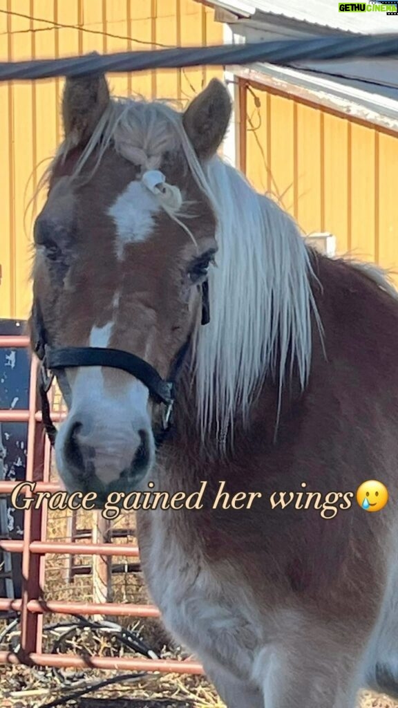 Shannen Doherty Instagram - 💔🌈HEAVY HEARTS FOR GRACE💔🌈 💔💫It is with very heavy hearts we have to inform everyone Grace and her baby gained their wings a few days ago! 💔✨We had been so very hopeful that it would be a positive outcome for this sweet girl and did absolutely everything in our power to help make this possible! 💔💫We worked with CSU to attempt to save her eyes by removing the tumors and using immuno therapy. We were doing all we could to give her the best possible outcome! 💔✨After 3 weeks of the initial immuno therapy treatment and loads of meds the eyes hadn’t made huge progress and she was due back at CSU for a check up and possibly another round of treatment or quality of life discussion on the 23rd January 💔💫During the first night of the storm this last week Grace unbeknownst to us was pregnant and aborted a foetus. Unfortunately she retained her placenta which would have meant another hospital stay with more meds and more treatments and more suffering. 💔✨After all she had been through felt it was no longer fair for Grace to be forced to continue on so she was laid to rest on Saturday morning and cremated along side her baby. 💔✨May you spread your wings 🪽 in peace now Grace🌈 and your baby 💔As a rescue these are the hardest decisions to make and you are constantly questioning what’s right and if you did the right thing. 🙏We do know we will continue to honour this sweet girl and her legacy will live on in in the horses we save us and in the eyes of her best friend Protector. 🫶This beautiful boy who was there by her side always and deserves nothing but love and we can’t wait to shower him with all he deserves🙏 Thank you to our beautiful new friend who is now feels like our family @theshando and to our on ground team Rachel and Kindra 🙏❤️ 👉Find out how you can help save more lives like Grace by going to the link in bio @believeranchandrescue Colorado, USA