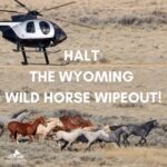 Shannen Doherty Instagram - Repost from @returntofreedom • A total of 1,015 wild horses have been captured and six killed in the Bureau of Land Management’s ongoing helicopter roundup in southwest Wyoming. The worst may still be yet to come: BLM’s largest-ever roundup is scheduled to drag on for months, into February of next year, with 3,500 wild horses (more than 40 percent of the state’s wild horses) removed from their home ranges at a cost of more than $1.2 million — plus tens of millions more in taxpayer costs for the lifetime care of captured horses in off-range facilities. The roundup is setting the stage for a plan to zero-out two wild horse Herd Management Areas, manage the herd on a third HMA as non-reproducing, and sharply reduce the number of wild horses on a fourth. TAKE ACTION: See our homepage (link in profile) to send a message calling for a halt to the Wyoming wild horse wipeout. Photo: A helicopter drives wild horses toward the trap site during a 2017 roundup on the Salt Wells Creek Herd Management Area in Wyoming. RTF file photo. #wild #savewild #wildhorses #wildontherange #horsesofinstagram #wildhorsesofinstagram #savingwildhorses #makeadifference #returntofreedom