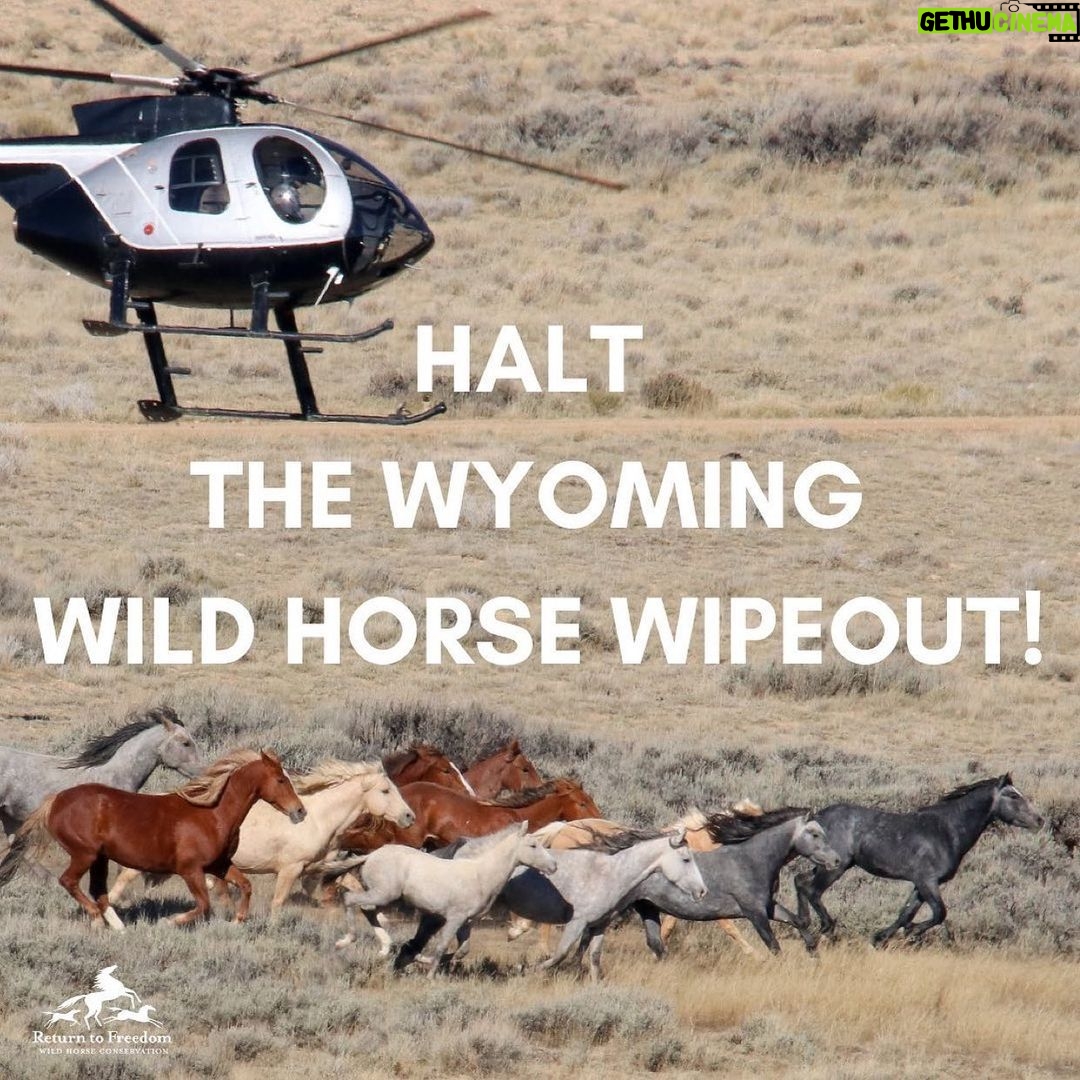 Shannen Doherty Instagram - Repost from @returntofreedom • A total of 1,015 wild horses have been captured and six killed in the Bureau of Land Management’s ongoing helicopter roundup in southwest Wyoming. The worst may still be yet to come: BLM’s largest-ever roundup is scheduled to drag on for months, into February of next year, with 3,500 wild horses (more than 40 percent of the state’s wild horses) removed from their home ranges at a cost of more than $1.2 million — plus tens of millions more in taxpayer costs for the lifetime care of captured horses in off-range facilities. The roundup is setting the stage for a plan to zero-out two wild horse Herd Management Areas, manage the herd on a third HMA as non-reproducing, and sharply reduce the number of wild horses on a fourth. TAKE ACTION: See our homepage (link in profile) to send a message calling for a halt to the Wyoming wild horse wipeout. Photo: A helicopter drives wild horses toward the trap site during a 2017 roundup on the Salt Wells Creek Herd Management Area in Wyoming. RTF file photo. #wild #savewild #wildhorses #wildontherange #horsesofinstagram #wildhorsesofinstagram #savingwildhorses #makeadifference #returntofreedom