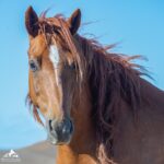 Shannen Doherty Instagram - Repost from @returntofreedom • Between January and August of this year, more than 14,535 American horses, most of them domestic along with an unknown number that once roamed freely on our public lands, were shipped to their deaths in Mexico and Canada. It’s time to shut down the slaughter pipeline! Please contact your representative and senators and urge them to cosponsor the SAFE Act (H.R. 3355 / S. 2732), which would ban horse slaughter in the United States and the export of American horses for slaughter. TAKE ACTION —Call your representative and senators at (202) 224-3121 and urge them to support a ban on horse slaughter —To send a letter to your members of Congress, see “7 Ways to Help America’s Horses” on our homepage, http://returntofreedom.org. Photo of Jalama taken at RTF’s San Luis Obispo, Calif., satellite sanctuary by Meg Frederick. #endhorseslaughter #takeaction #makeadifference #horsesofinstagram