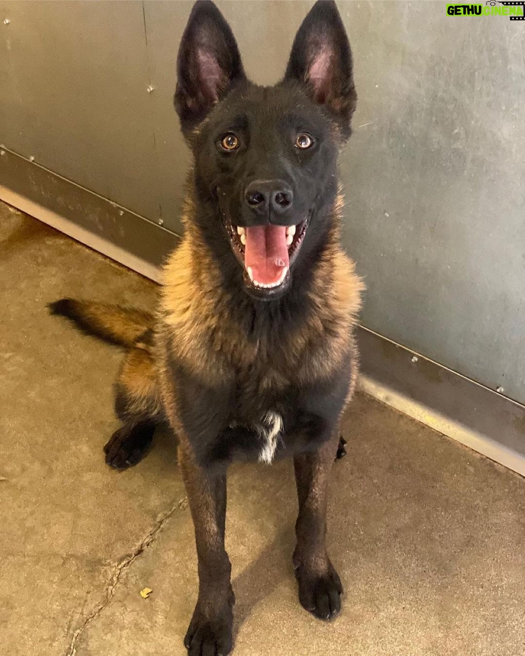 Shannen Doherty Instagram - Adopted!!!’ Thank you! This gorgeous puppy needs a foster ASAP!! Please contact @theanimalrescuemission to be the lucky human who gets to foster or ADOPT him!!