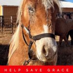 Shannen Doherty Instagram - 🚨HELP SAVE GRACE🚨 💫All she wants for CHRISTMAS is a CHANCE at life and living pain free… lets make sure her wish comes true! 💫 💰🙏Please consider donating towards Grace’s eye surgery, radiation and recovery ❤️‍🩹! We DESPERATELY need to raise $10k to make this possible! 🙌 HUGE thank you to @theshando for saving this sweet girl! Massive thanks to @crawfordrachel & Kindra Ford for working tirelessly to make this possible!🙏 Colorado State University Veterinary Teaching Hospital