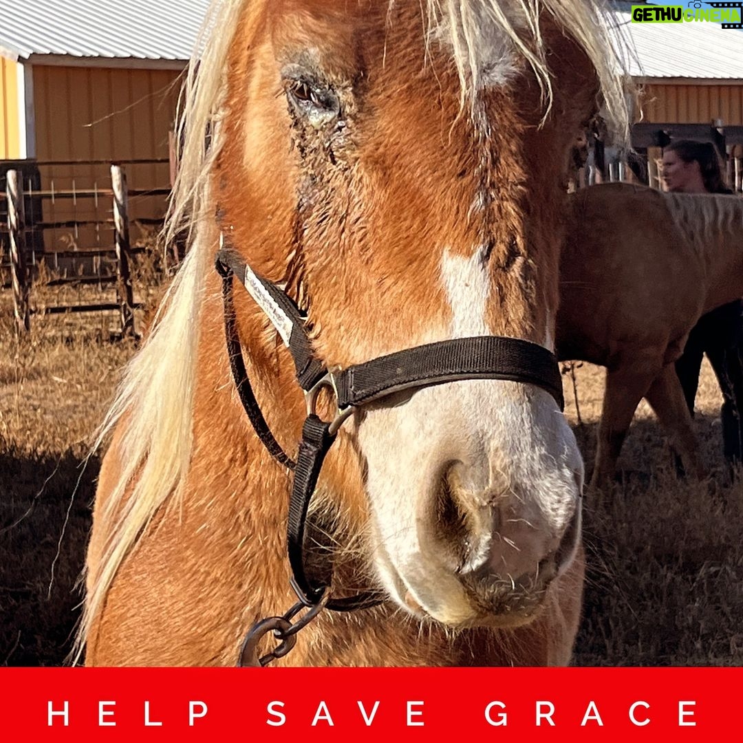 Shannen Doherty Instagram - 🚨HELP SAVE GRACE🚨 💫All she wants for CHRISTMAS is a CHANCE at life and living pain free… lets make sure her wish comes true! 💫 💰🙏Please consider donating towards Grace’s eye surgery, radiation and recovery ❤️🩹! We DESPERATELY need to raise $10k to make this possible! 🙌 HUGE thank you to @theshando for saving this sweet girl! Massive thanks to @crawfordrachel & Kindra Ford for working tirelessly to make this possible!🙏 Colorado State University Veterinary Teaching Hospital