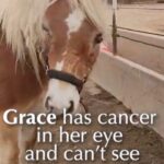 Shannen Doherty Instagram - 🚨GRACE NEEDS OUR HELP🚨 Lets give🐴 Grace the Christmas🎄miracle💫 she so deserves a chance at life and to finally be pain free! 😭As many of you know, this gentle soul battling eye cancer, was dumped at an auction…alone and scared. Thankfully, her Protector stepped in to be her guardian, and so did we to get them both SAFE! 📺 Their heartwarming story was recently shared by @theshando on The @kellyclarksonshow and touched people nationwide. 💫 Grace is in DESPERATE need of life saving surgery. Currently she is at the CSU hospital as they are preparing to remove her bad eye! We are hoping to raise enough funds for with radiation in the hope we can save her other eye. ❤️‍🩹Her surgery and radiation will be in excess of $10k so we DESPERATELY need to raise as much as possible to give her the chance she so deserves!! 💕Donate at link in bio @believeranchandrescue or here: https://donate.onecause.com/brnr-donate-now/donate 📱You can also text saveahorse to 243725 Every donation brings hope and healing. 🙏💙 Thank you, every cent raised will go toward’s helping Grace. #SaveGracesEye #RescueHeartbeat #DonateForGrace #believeranchandrescue #ShannenDoherty #KellyClarksonshow #kellyclarkson