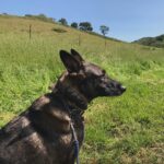 Shannen Doherty Instagram - Happy birthday to the best dog in the world. I love you to an obsessive point. @missbowiedoherty