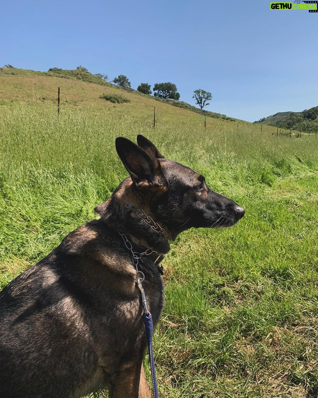 Shannen Doherty Instagram - Happy birthday to the best dog in the world. I love you to an obsessive point. @missbowiedoherty