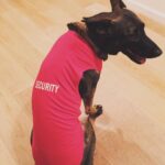 Shannen Doherty Instagram - Happy birthday to the best dog in the world. I love you to an obsessive point. @missbowiedoherty